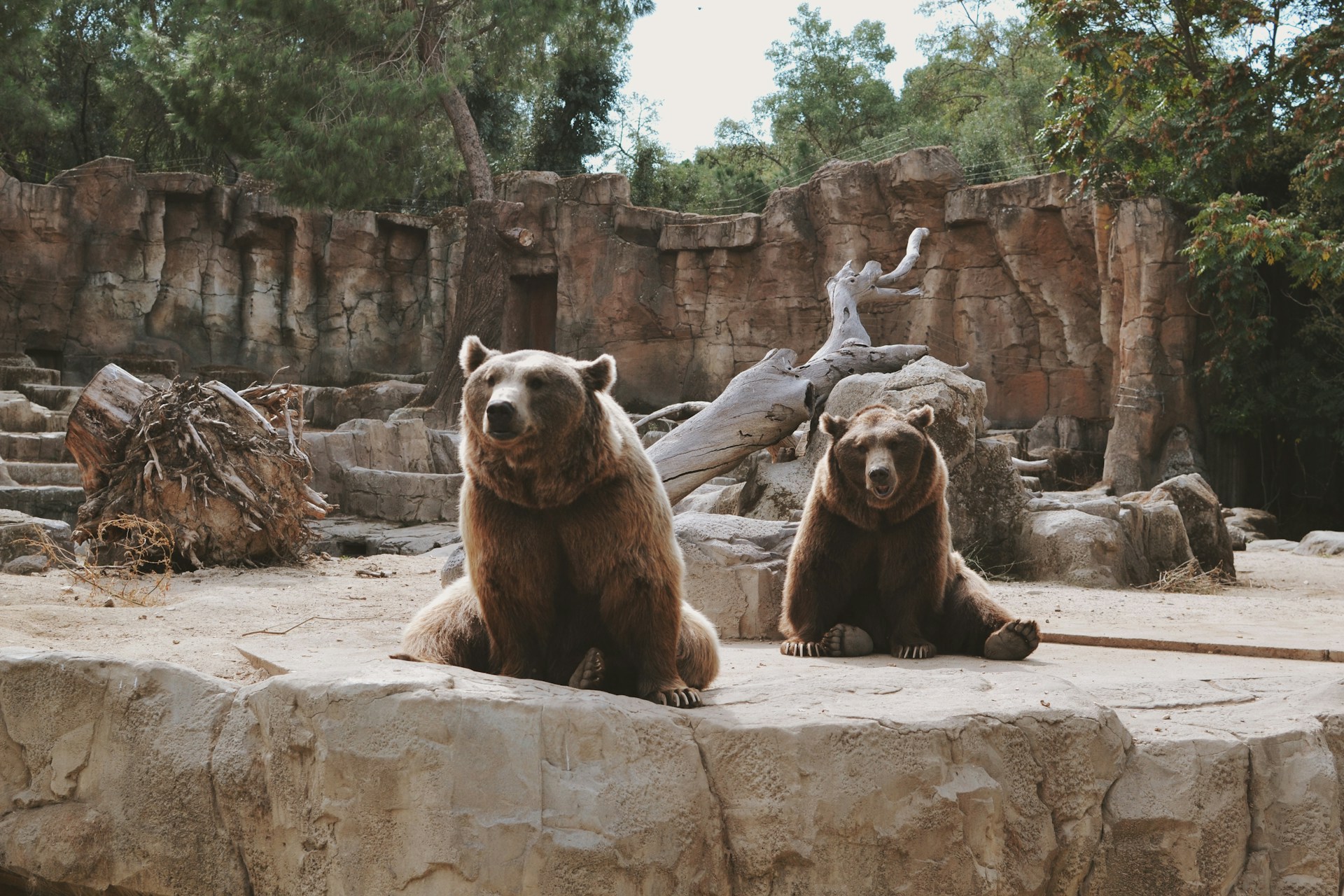 Taronga Zoo: um pouco da fauna australiana em Sydney