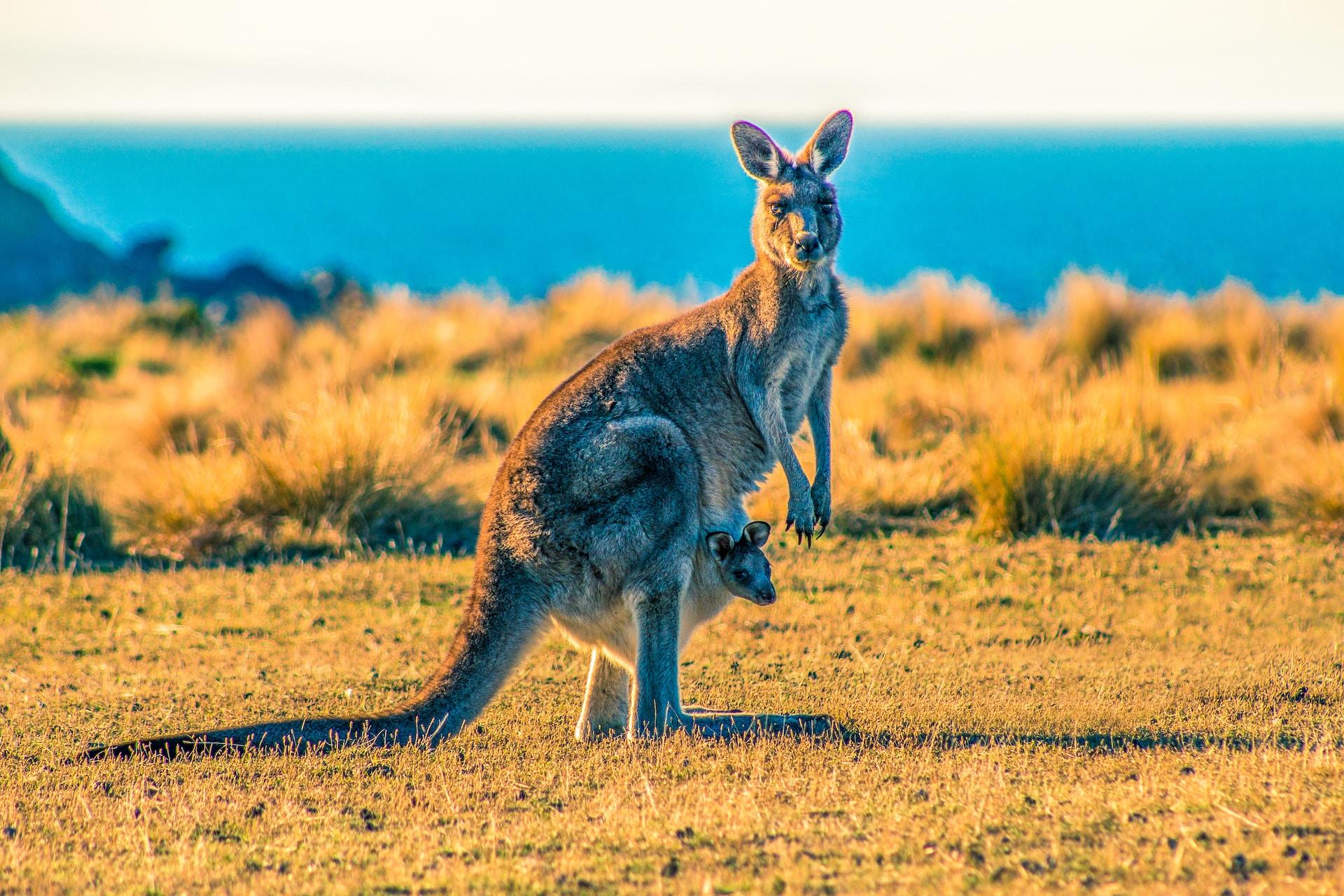 Curiosidades sobre a Austrália: 10 fatos que você precisa saber